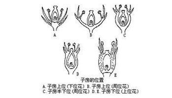 有两种情况:一种是花托呈圆顶或平顶,子房底部着生在花托上,位置高于