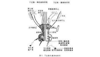 下丘脑-垂体系统