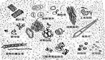 肠道菌群