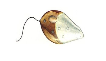 金藻