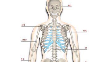 每根肋骨从后面脊柱发出到前面接到胸骨上,后面的是肋骨,到前面变成肋