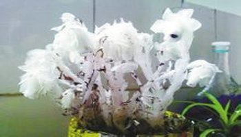 幽灵之花,学名叫水晶兰.