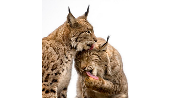 这个"家族"包括短尾猫(bobcat,加拿大猞猁(canadian lynx)和伊比利亚