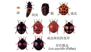 异色瓢虫的卵在3—6天内孵化,整个幼虫阶段和成虫均可捕食蚜虫,介壳