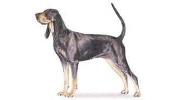大型黑褐色猎浣熊犬