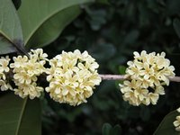 桂花