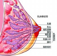 预防性乳房切除术