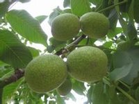 胡桃叶