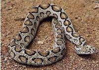 圆斑蝰蛇