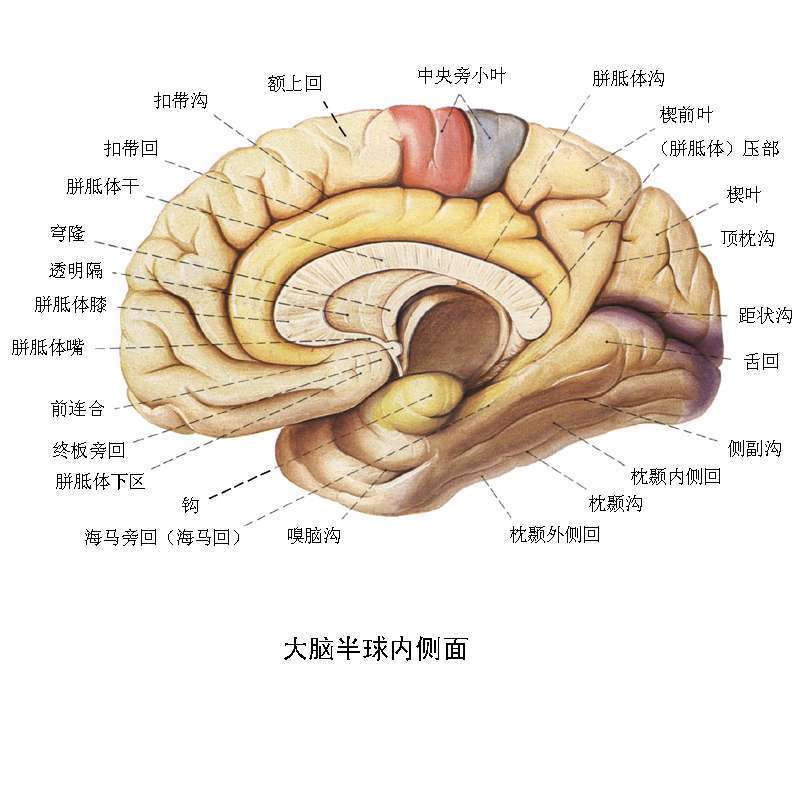 人类的大脑是所有器官中最复杂的一部份,并且是所有神经系统的中枢