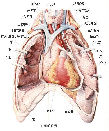 牛蛙手绘解剖图心脏