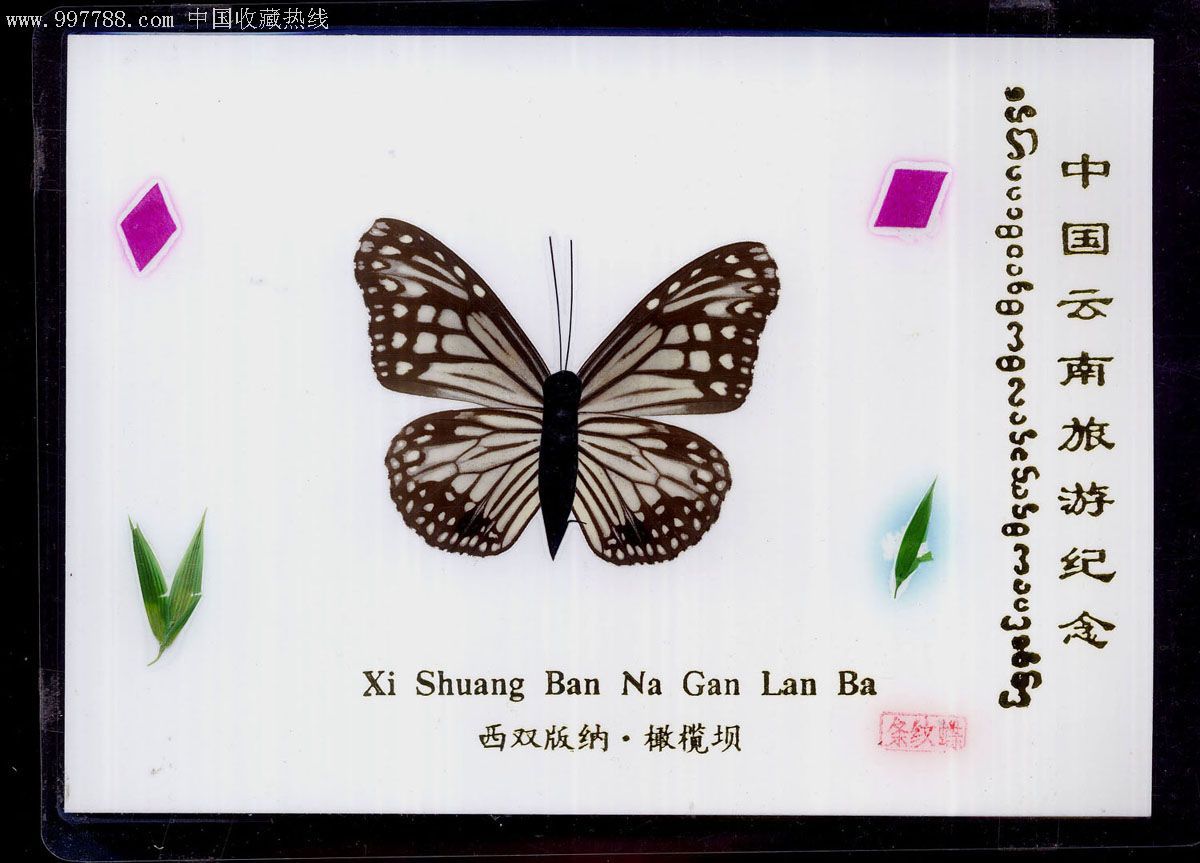 中文名 条纹蝶
