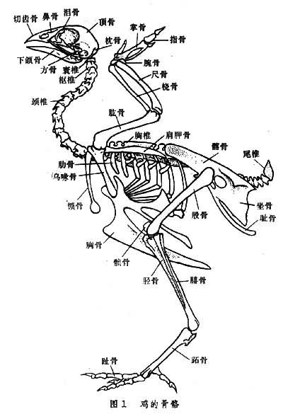 鸡的骨架结构图