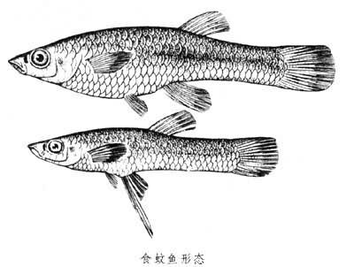 食蚊鱼