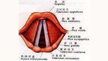 简介 声门裂 位于喉腔中部的一个呈矢状位的裂隙,由左右声襞及杓状