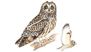 别称:夜猫子 猫头鹰 胡勒-依巴拉格 田猫王 短耳猫头鹰 小耳木兔 界