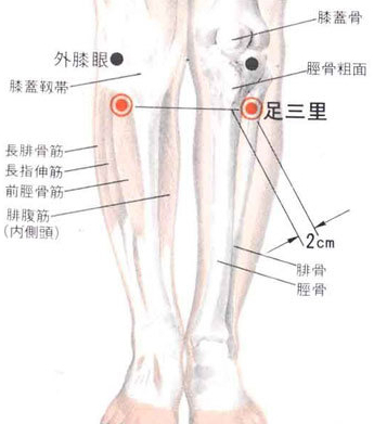 足三里穴