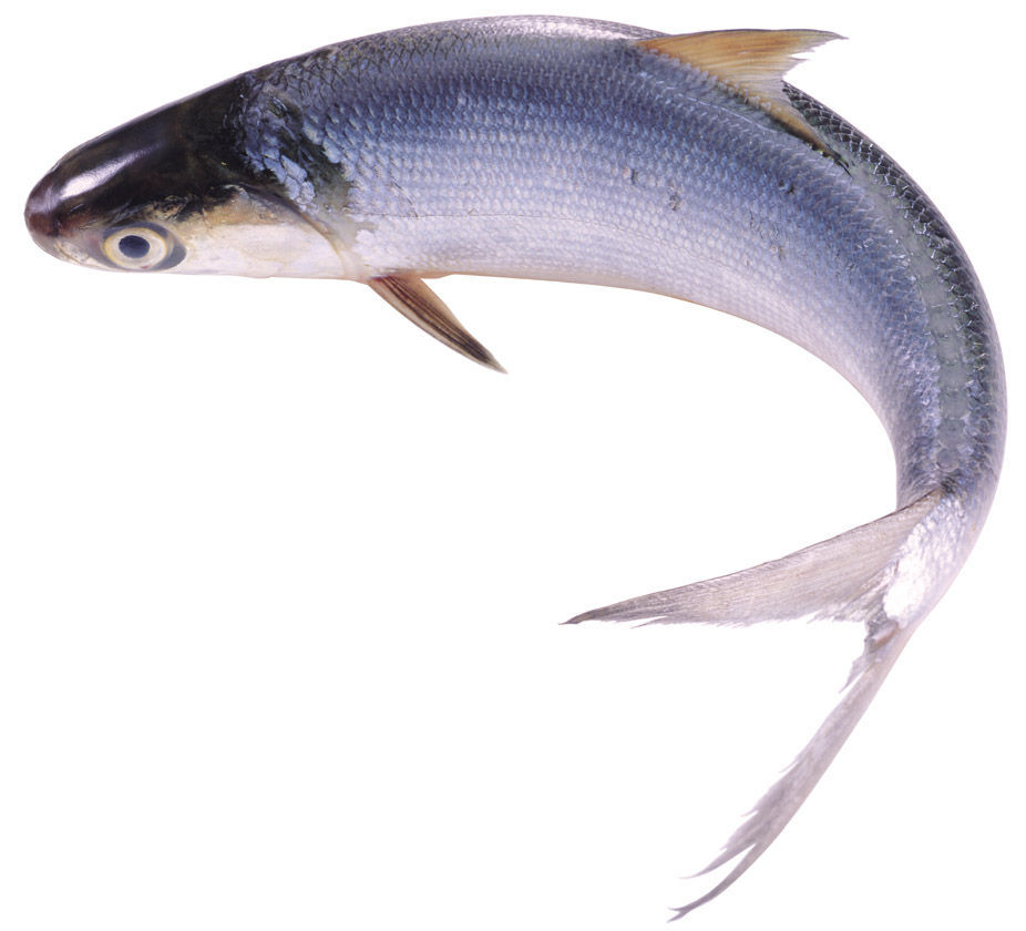 草鱼(鲩,油鲩,草鲩,白鲩,草鱼,乌青,草苞,草根)